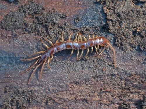 Réf. 226 052 : Lithobius sp.